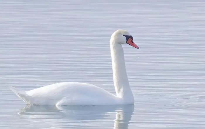 Framed Print : A lone Mute swan swimming on the calm waters of Lake Ontario, Canada on a cold winter morning Framed Print : A lone Mute swan swimming on the calm waters of Lake Ontario, Canada on a cold winter morning