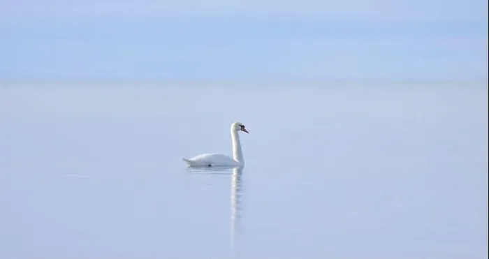 Framed Print : A lone Mute swan swimming on the calm waters of Lake Ontario, Canada on a cold winter morning Framed Print : A lone Mute swan swimming on the calm waters of Lake Ontario, Canada on a cold winter morning
