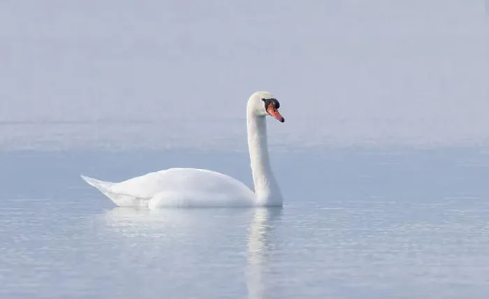 Framed Print : A lone Mute swan swimming on the calm waters of Lake Ontario, Canada on a cold winter morning Framed Print : A lone Mute swan swimming on the calm waters of Lake Ontario, Canada on a cold winter morning