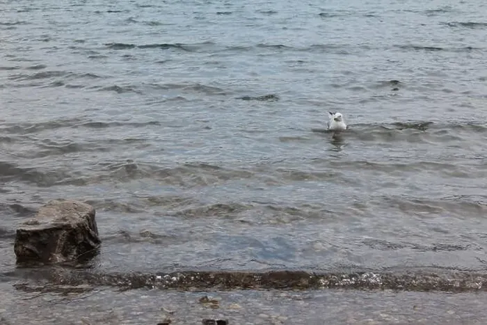 Framed Print : A lone seagull swimming near the Lake Minnewanka Beach, Canada (7 / 29 / 24) Framed Print : A lone seagull swimming near the Lake Minnewanka Beach, Canada (7 / 29 / 24)
