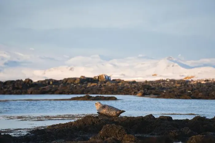 Framed Print : A lone seal enjoys the serene surroundings Framed Print : A lone seal enjoys the serene surroundings
