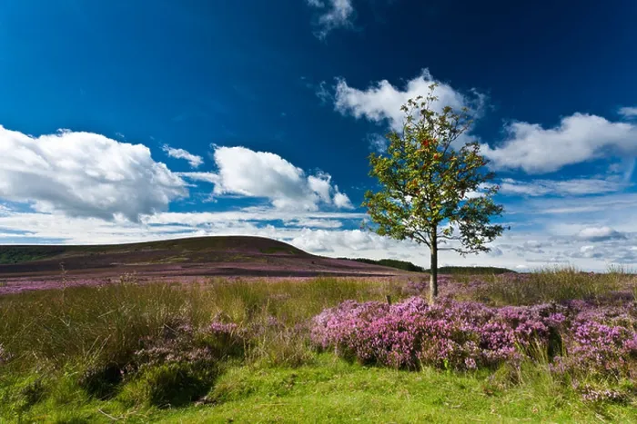 Framed Print : Lone Tree, Heather, Black Hambleton, North Yorkshire Framed Print : Lone Tree, Heather, Black Hambleton, North Yorkshire