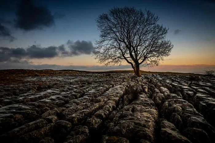 Framed Print : Lone tree on limestone pavements, Yorkshire, England, UK, GB, Europe Framed Print : Lone tree on limestone pavements, Yorkshire, England, UK, GB, Europe