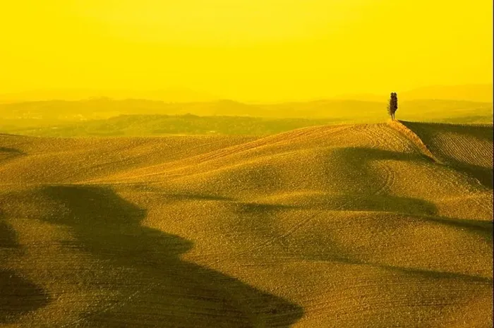 Framed Print : lonely cypress tree in hill typical tuscan landscape Framed Print : lonely cypress tree in hill typical tuscan landscape