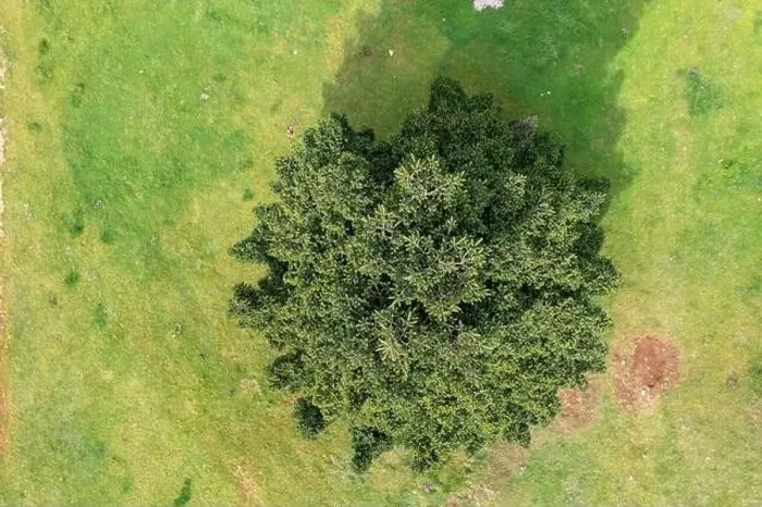 Framed Print : Lonely fir tree in a forest glade, aerial drone top view. Conifer evergreen tree on green grass, Spring season Framed Print : Lonely fir tree in a forest glade, aerial drone top view. Conifer evergreen tree on green grass, Spring season