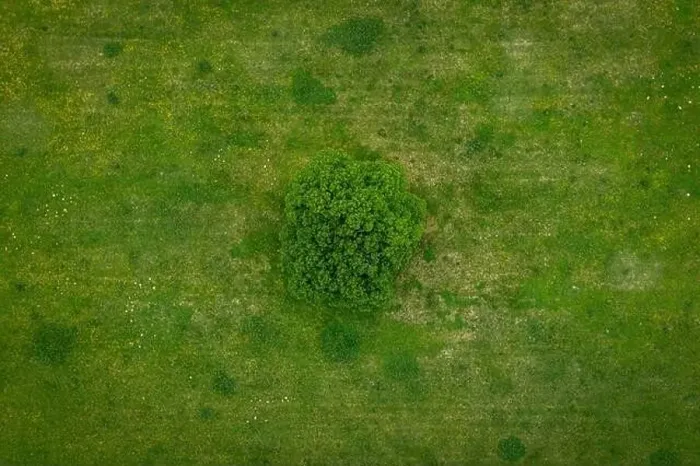 Framed Print : A lonely green tree captured from above - a treetop shot as a peaceful background, concept nature Framed Print : A lonely green tree captured from above - a treetop shot as a peaceful background, concept nature
