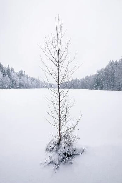 Lonely leafless tree with snow landscape and frozen lake at moody winter day in Finland