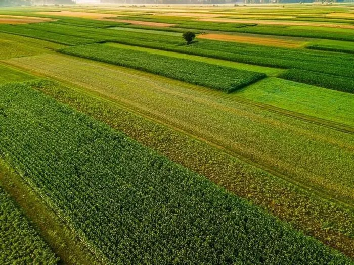 Framed Print : Lonely Tree in Agriculture Crop Fields Drone View Framed Print : Lonely Tree in Agriculture Crop Fields Drone View