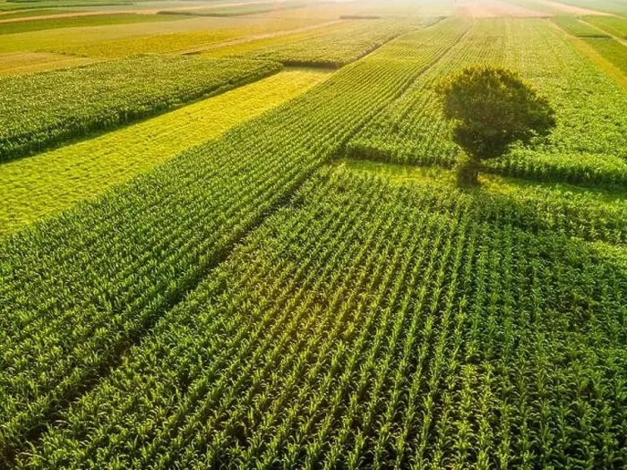 Framed Print : Lonely Tree in Agriculture Crop Fields Drone View Framed Print : Lonely Tree in Agriculture Crop Fields Drone View