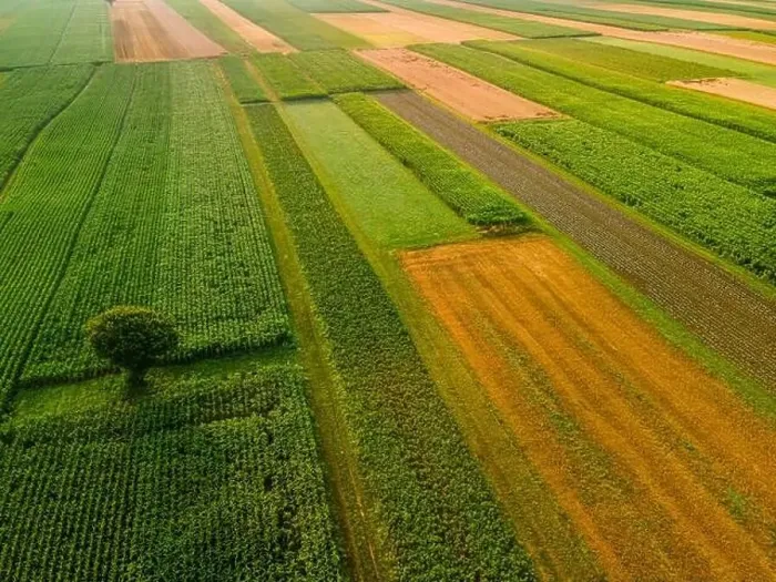 Framed Print : Lonely Tree in Agriculture Crop Fields Drone View Framed Print : Lonely Tree in Agriculture Crop Fields Drone View
