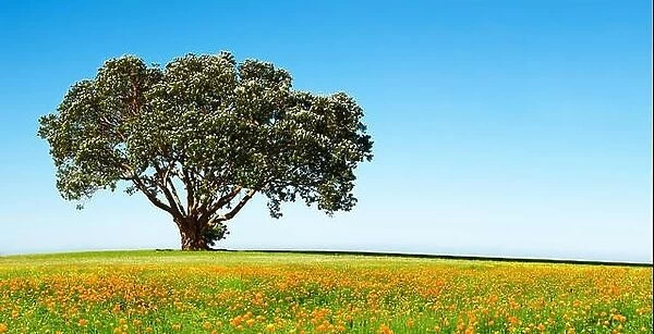 Lonely tree on the blossoming field against blue sky background