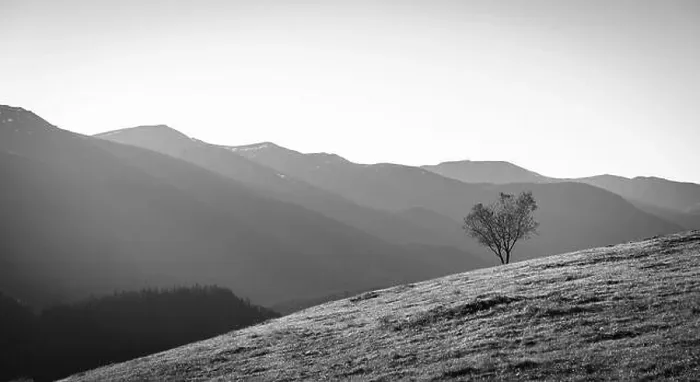 Framed Print : Lonely Tree Growing On Hillside, Grayscale Image Framed Print : Lonely Tree Growing On Hillside, Grayscale Image