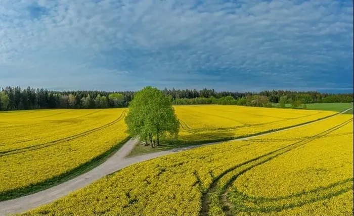 Framed Print : A lonely tree in the middle of a big yellow rapeseed field Framed Print : A lonely tree in the middle of a big yellow rapeseed field