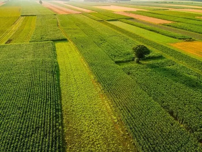 Framed Print : Lonely Tree Stand Out of Colorful Crop Farm Fields in Agriculture Landscape in Slovenia Countryside Framed Print : Lonely Tree Stand Out of Colorful Crop Farm Fields in Agriculture Landscape in Slovenia Countryside