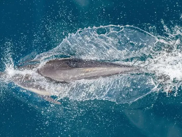 Framed Print : A long-beaked common dolphin (Delphinus capensis), surfacing off Gorda Banks, Baja California Sur, Mexico, North America Framed Print : A long-beaked common dolphin (Delphinus capensis), surfacing off Gorda Banks, Baja California Sur, Mexico, North America