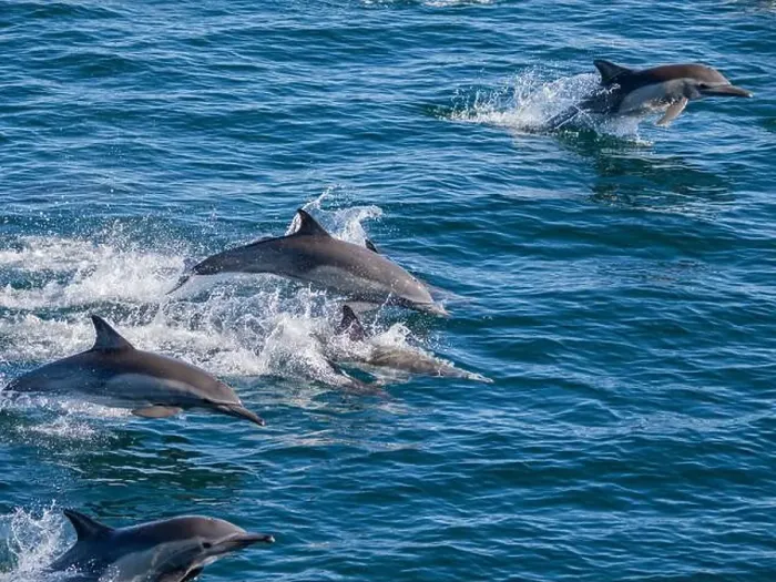 Framed Print : A long-beaked common dolphin pod (Delphinus capensis) Framed Print : A long-beaked common dolphin pod (Delphinus capensis)