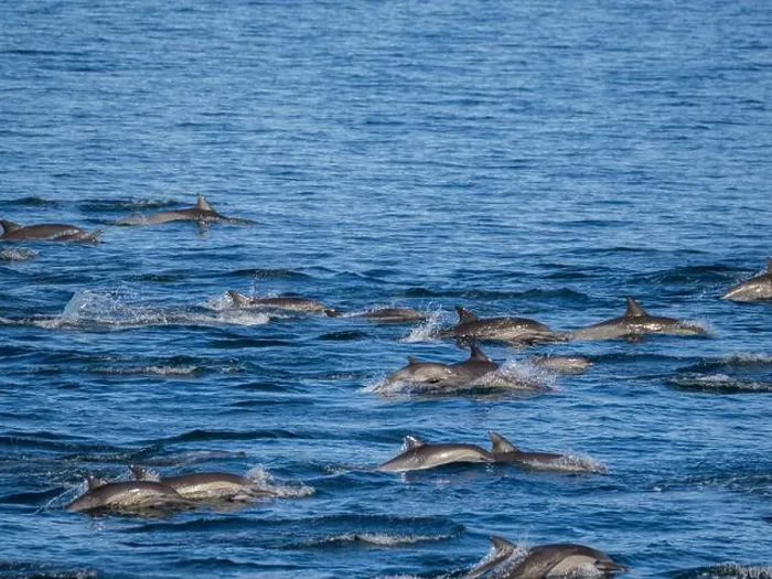 Framed Print : A long-beaked common dolphin pod (Delphinus capensis)