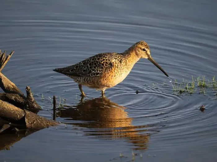 Framed Print : Long-billed Dowitcher During Spring in Fairbanks, Alaska Framed Print : Long-billed Dowitcher During Spring in Fairbanks, Alaska