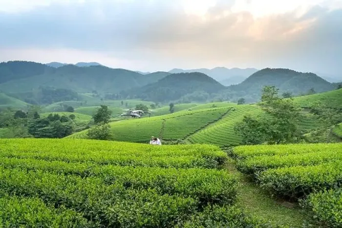 Framed Print : Long Coc Tea Hill, Phu Tho Province Framed Print : Long Coc Tea Hill, Phu Tho Province