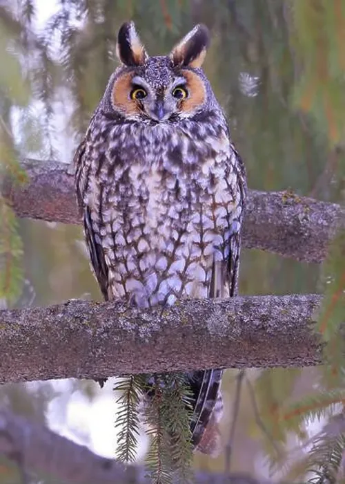 Framed Print : Long-eared owl portrait surrounded by green background, Quebec, Canada Framed Print : Long-eared owl portrait surrounded by green background, Quebec, Canada