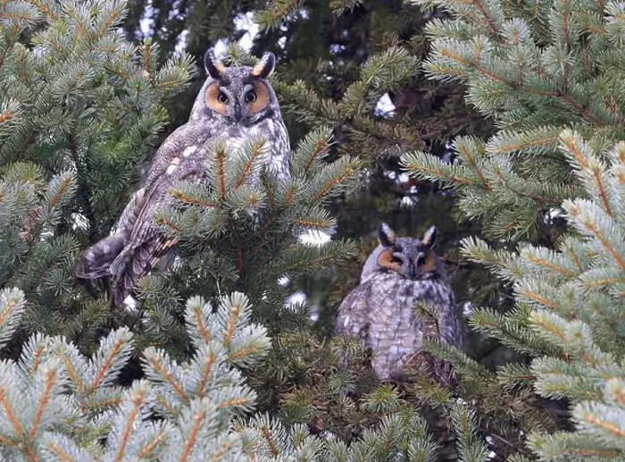 Framed Print : Long-eared owls in a fir tree surrounded by branches in the forest, Quebec, Canada Framed Print : Long-eared owls in a fir tree surrounded by branches in the forest, Quebec, Canada
