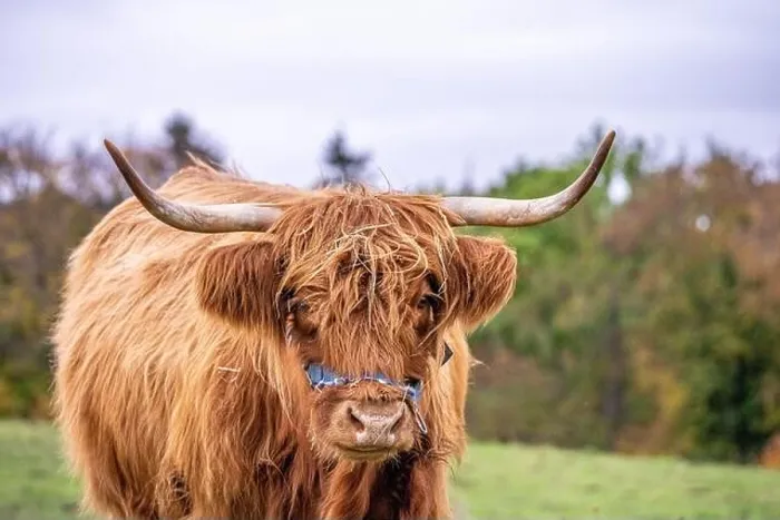 Framed Print : Long-haired longhorn highland cattle on meadow in hessen, germany Framed Print : Long-haired longhorn highland cattle on meadow in hessen, germany