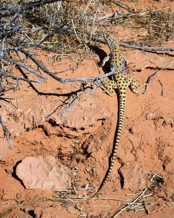 Framed Print : Long-nosed leopard lizard (Gambelia wislizenii) on red sandstone in brush at Arches National Park Utah Framed Print : Long-nosed leopard lizard (Gambelia wislizenii) on red sandstone in brush at Arches National Park Utah