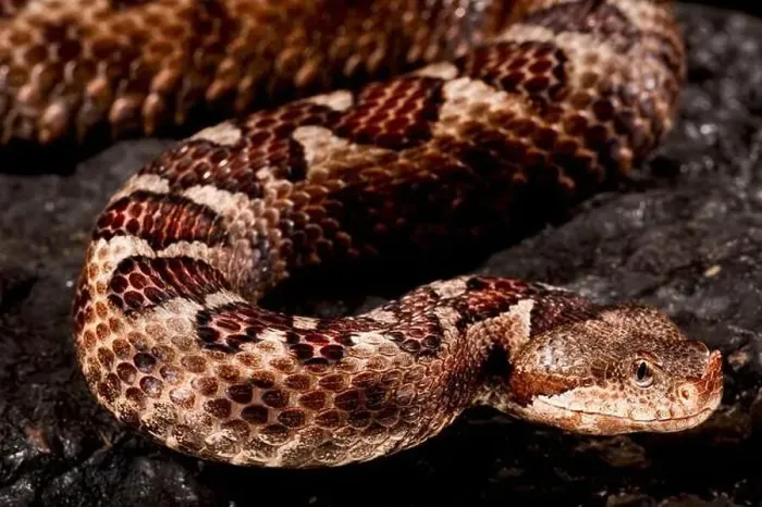 Framed Print : Long-nosed viper (Vipera ammodytes) Framed Print : Long-nosed viper (Vipera ammodytes)