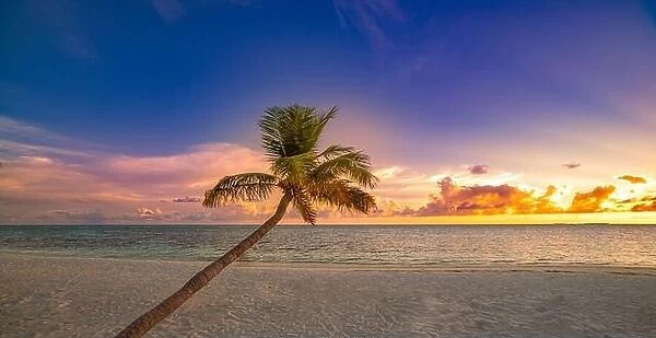 Long palm tree over soft sandy beach with seascape under sunset sky. Tropical island landscape, exotic nature scenic. Summer nature sunrise, relaxing