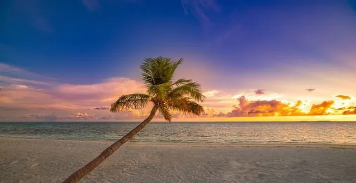 Framed Print : Long palm tree over soft sandy beach with seascape under sunset sky. Tropical island landscape, exotic nature scenic. Summer nature sunrise, relaxing