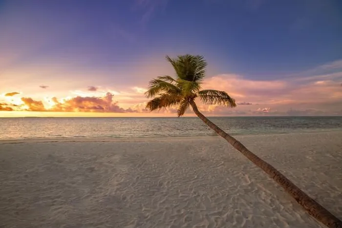 Framed Print : Long palm tree over soft sandy beach with seascape under sunset sky. Tropical island landscape, exotic nature scenic. Summer nature sunrise, relaxing Framed Print : Long palm tree over soft sandy beach with seascape under sunset sky. Tropical island landscape, exotic nature scenic. Summer nature sunrise, relaxing