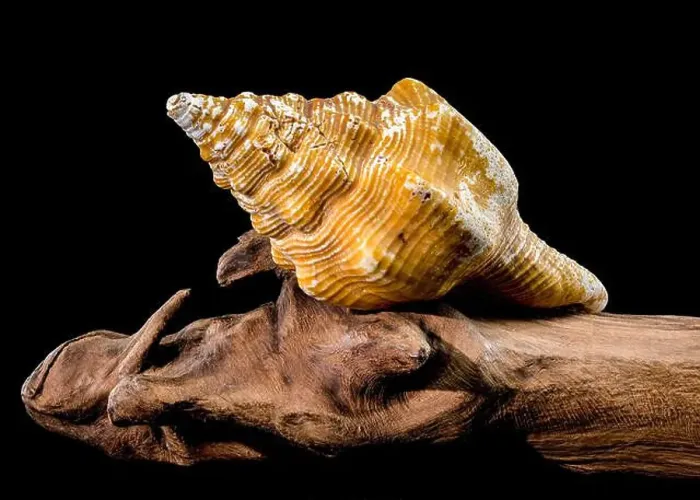 Framed Print : Long-Siphoned Whelk on Driftwood black background Framed Print : Long-Siphoned Whelk on Driftwood black background