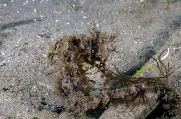 Framed Print : A Long-snouted Seahorse (Hippocampus guttulatus) in Florida, USA Framed Print : A Long-snouted Seahorse (Hippocampus guttulatus) in Florida, USA