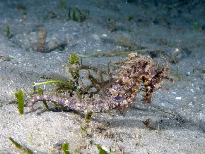 Framed Print : A Long-snouted Seahorse (Hippocampus guttulatus) in Florida, USA Framed Print : A Long-snouted Seahorse (Hippocampus guttulatus) in Florida, USA