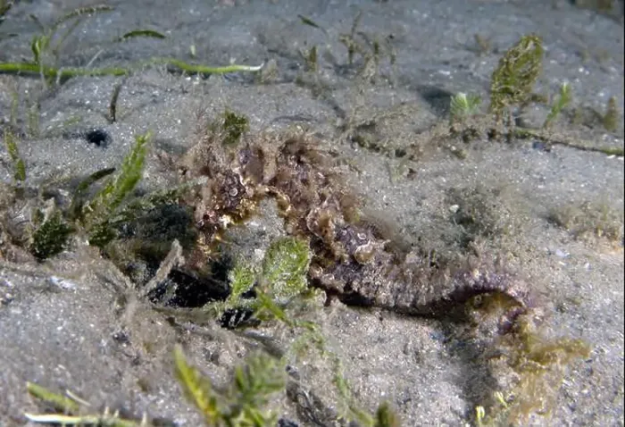 Framed Print : A Long-snouted Seahorse (Hippocampus guttulatus) in Florida, USA Framed Print : A Long-snouted Seahorse (Hippocampus guttulatus) in Florida, USA