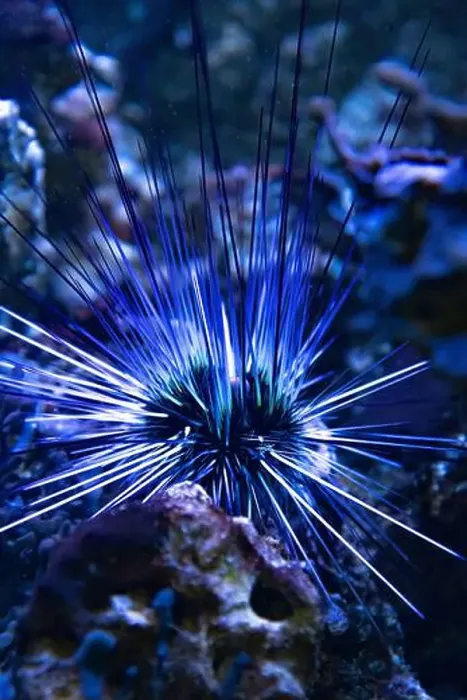 Framed Print : Long spines sea urchin (Diadema setosum) hiding among the corals Framed Print : Long spines sea urchin (Diadema setosum) hiding among the corals