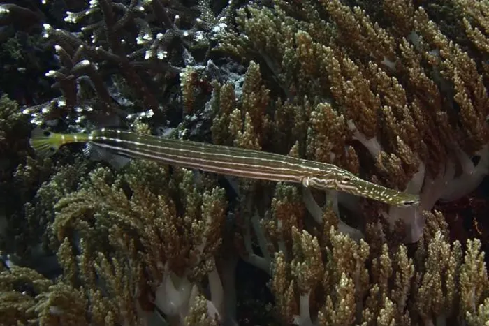 Framed Print : Long, striped Chinese trumpetfish (Aulostomus chinensis) Framed Print : Long, striped Chinese trumpetfish (Aulostomus chinensis)