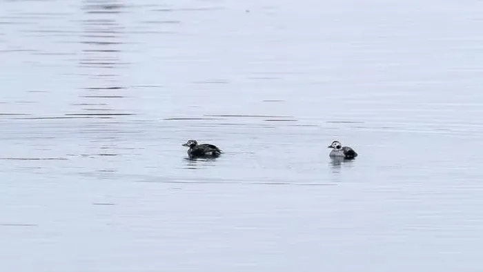 Framed Print : Long-tailed ducks on Baltic Sea Framed Print : Long-tailed ducks on Baltic Sea