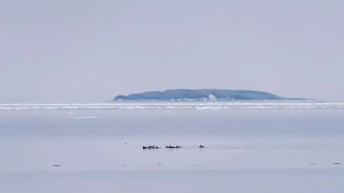 Framed Print : Long-tailed ducks on Baltic Sea Framed Print : Long-tailed ducks on Baltic Sea