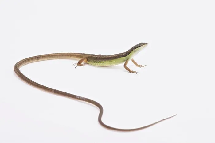 Framed Print : Long-tailed grass lizard (Takydromus sexlineatus) Framed Print : Long-tailed grass lizard (Takydromus sexlineatus)
