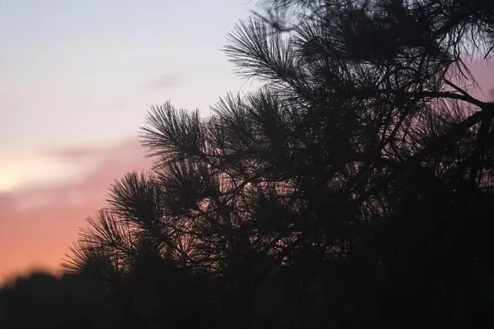 Framed Print : Longleaf pine (Pinus palustris) forest at sunset, North Carolina, United States Framed Print : Longleaf pine (Pinus palustris) forest at sunset, North Carolina, United States