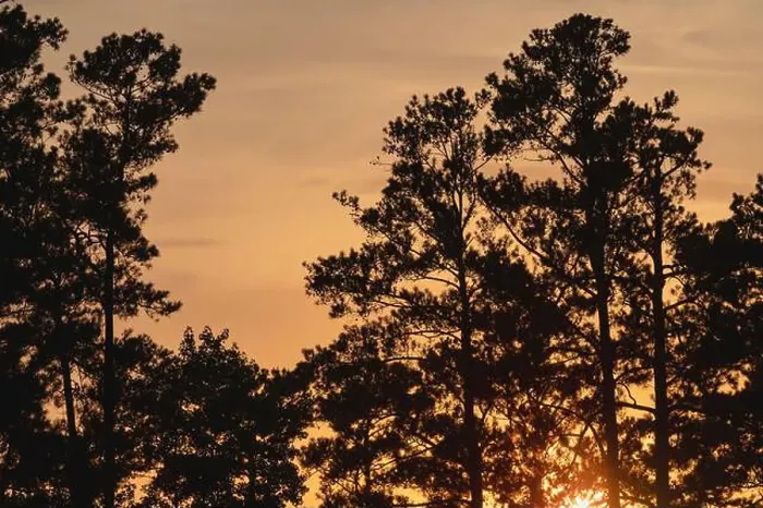 Framed Print : Longleaf pine (Pinus palustris) forest at sunset, North Carolina, United States Framed Print : Longleaf pine (Pinus palustris) forest at sunset, North Carolina, United States