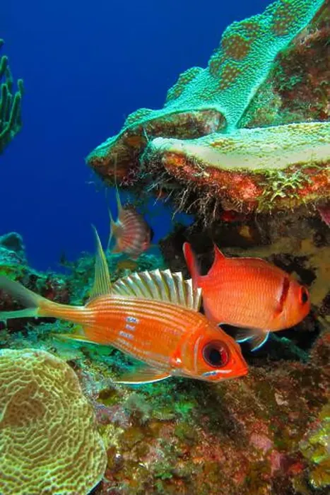 Framed Print : Longspine Squirrelfish, Holocentrus rufus, Coral Reef, Caribbean Sea, Playa Girón, Cuba, America Framed Print : Longspine Squirrelfish, Holocentrus rufus, Coral Reef, Caribbean Sea, Playa Girón, Cuba, America