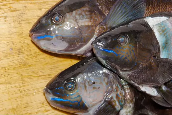 Framed Print : A look at life in New Zealand. Butterfish (Odax Pullus) Caught spearfishing: beautiful electric-blue stripes Framed Print : A look at life in New Zealand. Butterfish (Odax Pullus) Caught spearfishing: beautiful electric-blue stripes
