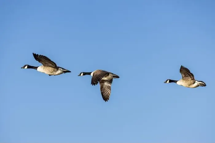 Framed Print : Looking up at Canada Geese flying in Sussex, against a blue sky Framed Print : Looking up at Canada Geese flying in Sussex, against a blue sky