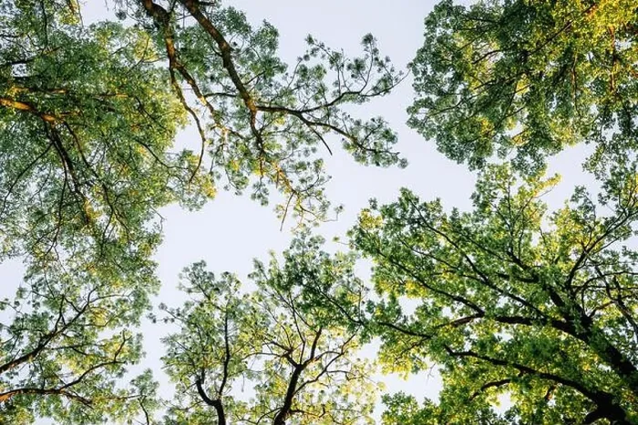 Framed Print : Looking up on magical summer forest glowig by sunset light. Green trees and clear sky close up. Nature background. Landscape photography Framed Print : Looking up on magical summer forest glowig by sunset light. Green trees and clear sky close up. Nature background. Landscape photography