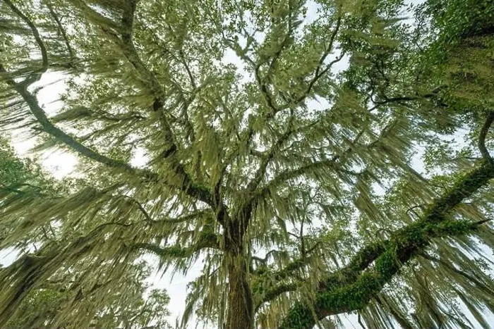 Framed Print : Looking Up At the Spanish Moss on a Cloudy Day in the Ernest F Framed Print : Looking Up At the Spanish Moss on a Cloudy Day in the Ernest F