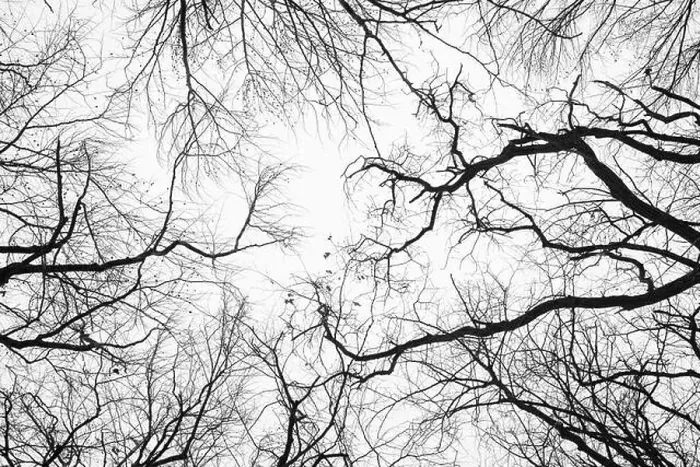 Framed Print : Looking up at trees in a cold season forest Framed Print : Looking up at trees in a cold season forest