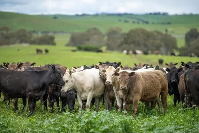 Framed Print : lose up of Stud Beef bulls, cows and calves grazing on grass in a field Framed Print : lose up of Stud Beef bulls, cows and calves grazing on grass in a field