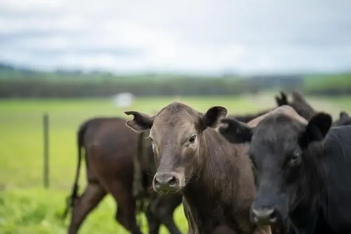 Framed Print : lose up of Stud Beef bulls, cows and calves grazing on grass in a field Framed Print : lose up of Stud Beef bulls, cows and calves grazing on grass in a field
